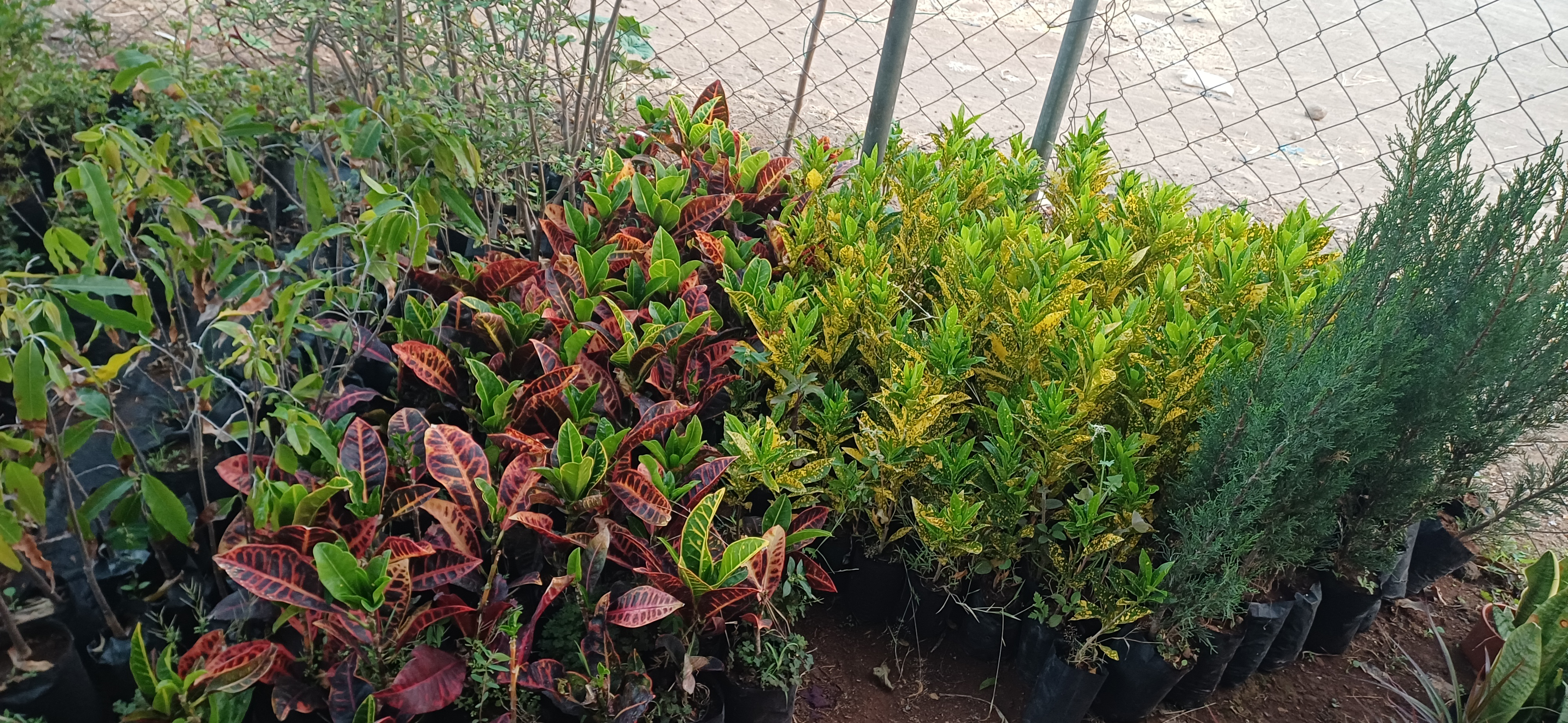 Ornamental Plants Siddhanath Nursery
